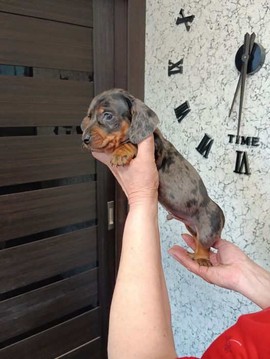 Продам щенка таксы мраморный.