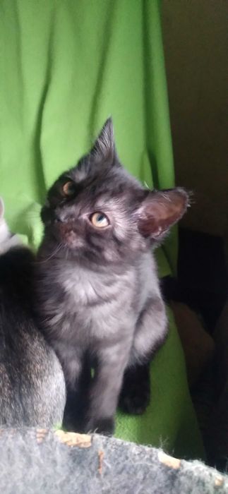 3 mieś kociaki szukają domu