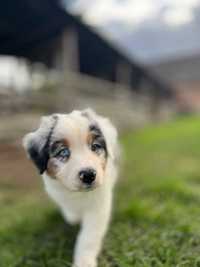 Owczarek australiski - piesek blue merle gotowy do odbioru