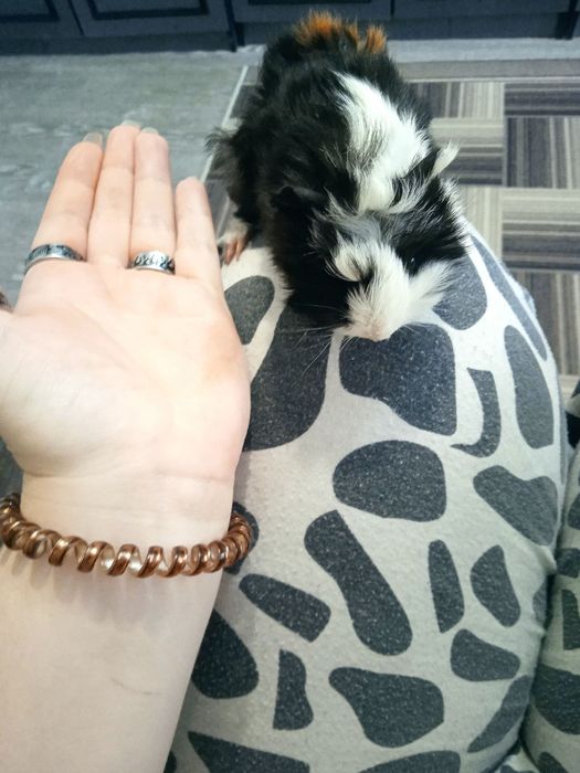 Морська свинка розетка