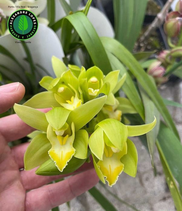 Orquídeas de exterior Cymbidium várias cores