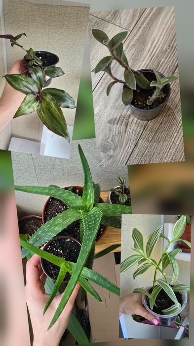 Кімнатні рослини не дорого