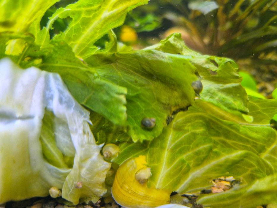 Muszelki ślimaków Ampularia, dekoracja do akwarium (6-10 mm)