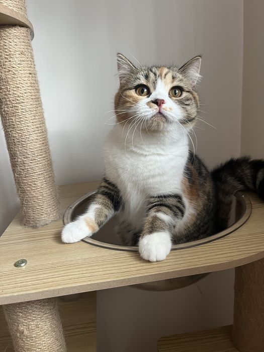 Scottish straight femea