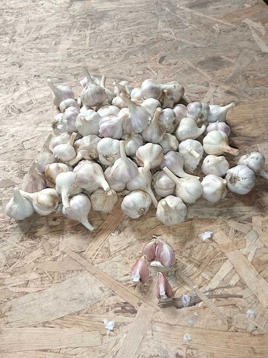 Czosnek Ornak 70 sztuk 4,0 cm przesyłka OLX Tanio!