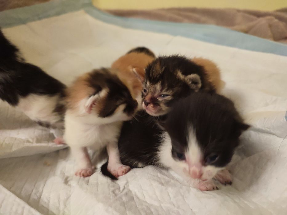 Kocia mama  do adopcji. Kotki zarezerwowane