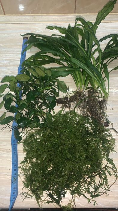 Анубіас нана, ехінодорус , роголистник