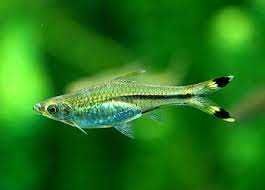Razbora szklista- Rasbora trilineata - dowóz, wysyłka