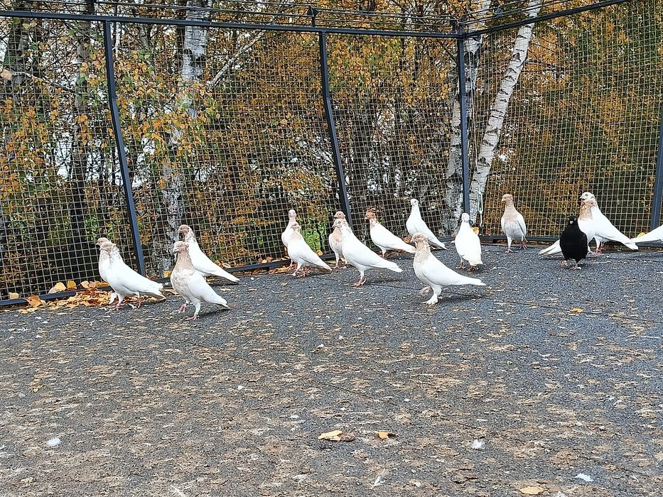 Lot gołębi Budapeszty żółte koroniate bose