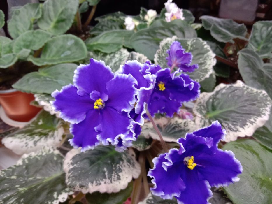 Фиалки разно цветущие