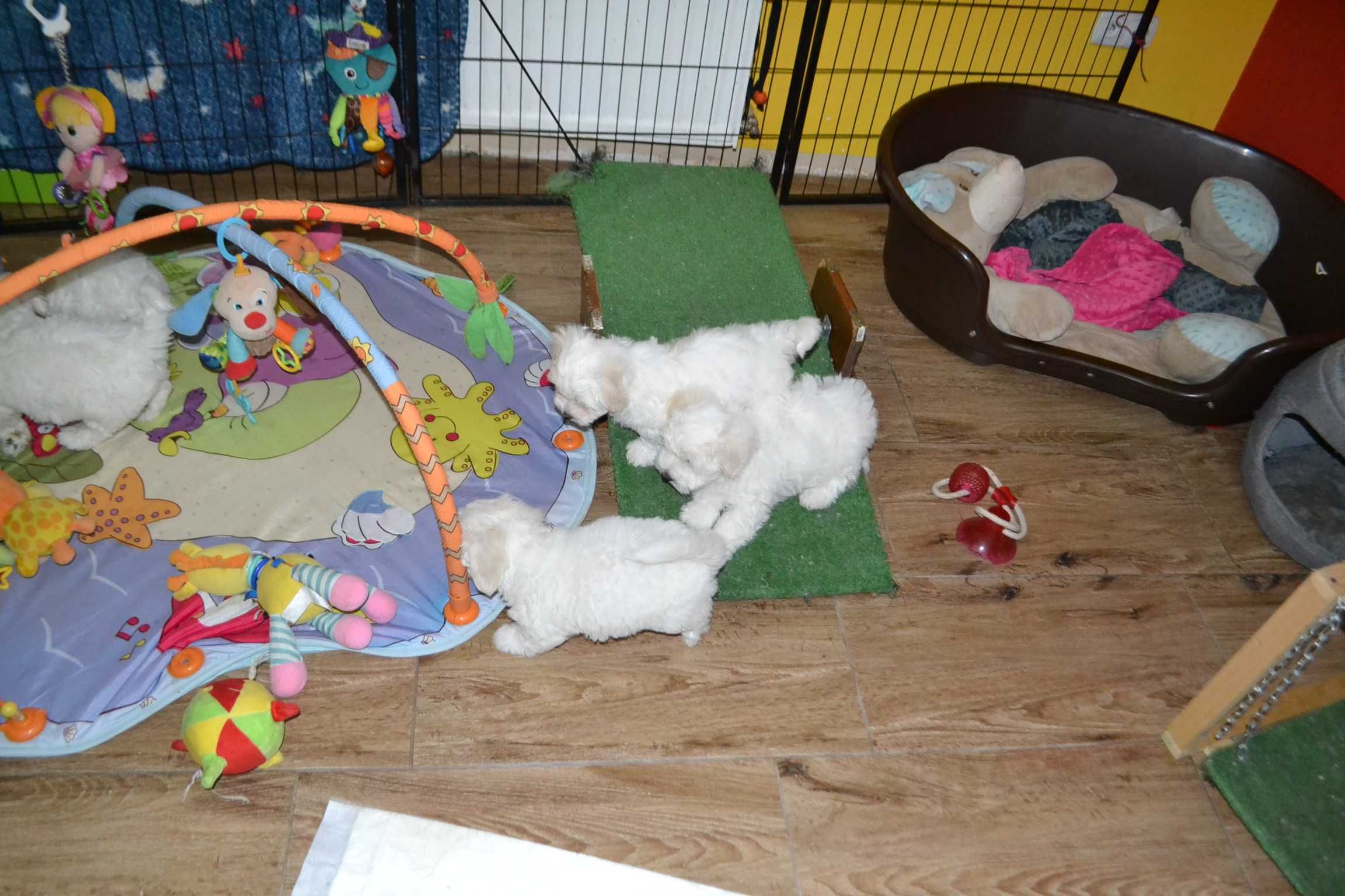 Coton de tulear Przepiękny piesek . Prawdziwy rodowód ZKwP (FCI)