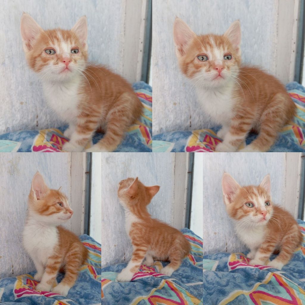 Рыже-белые котята бесплатно
