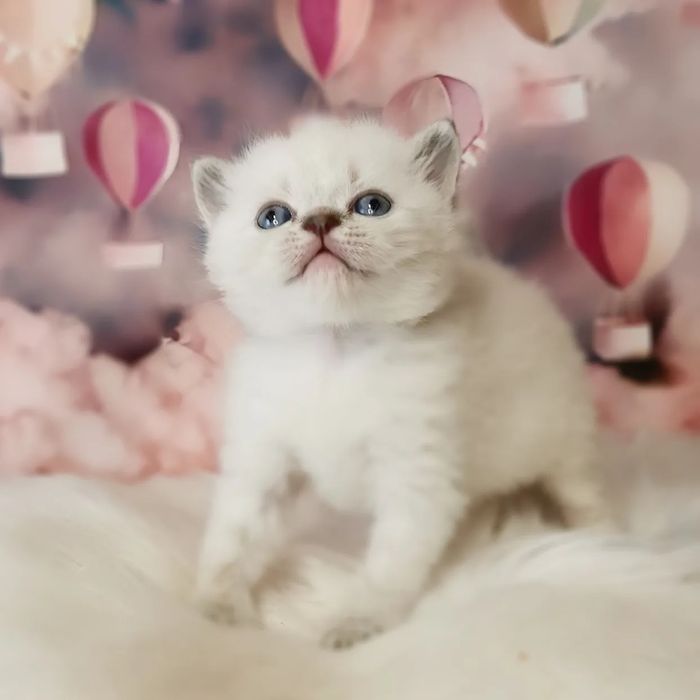 Ніжний шотландский котик