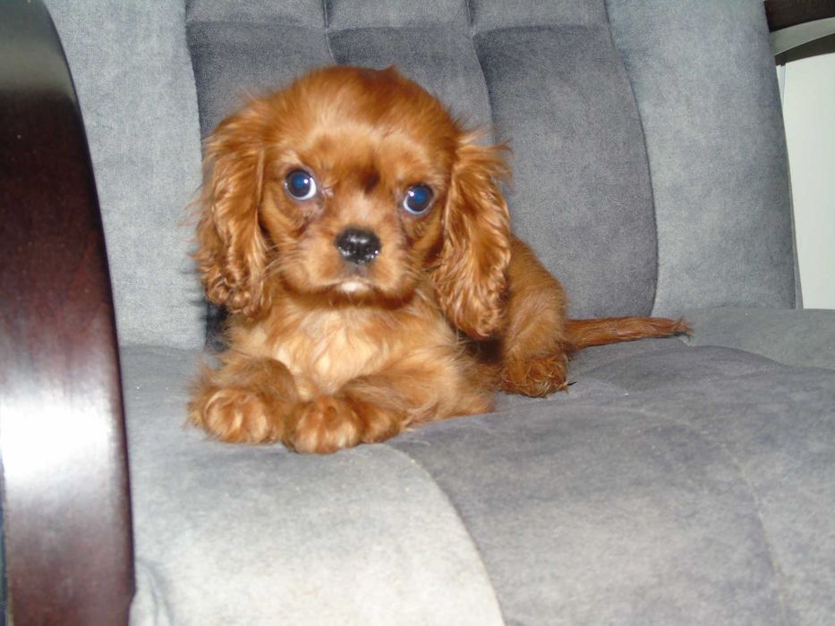 Cavalier king charles spaniel dziewczynka