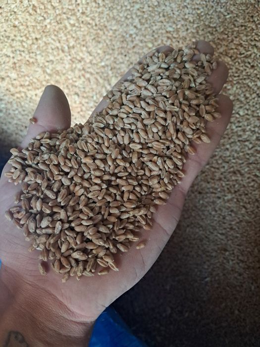 Pszenica Findus 2 rok po centrali