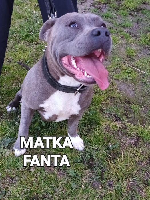 Cudo Biało Głowy Blue Amstaff