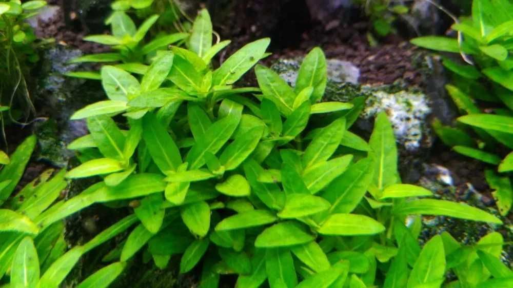 Staurogyne Repens