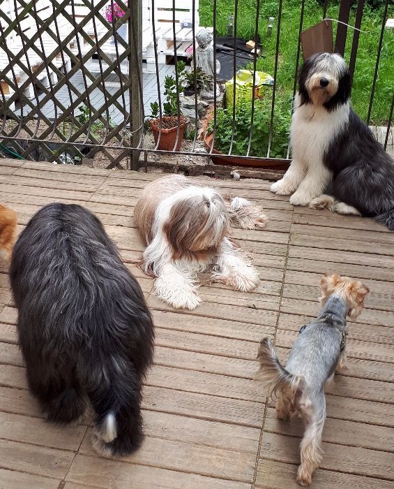 Salon groomingu (fryzjer) i hotel dla psów i kotów - Shaggy Dog
