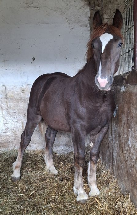 Źróbka zimnokrwista