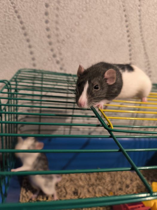 Криски в добрі руки