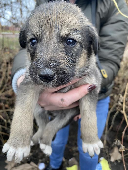 хлопчик безкоштовно