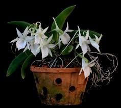 Екзотична ароматна колекційна орхідея ангрекум Angraecum leonis