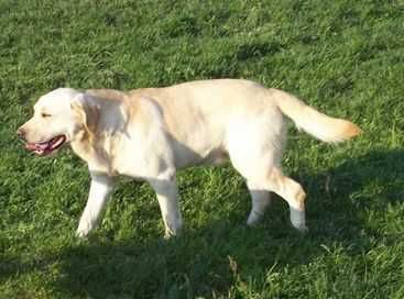 Labrador Retriever szczeniaczek biszkoptowy