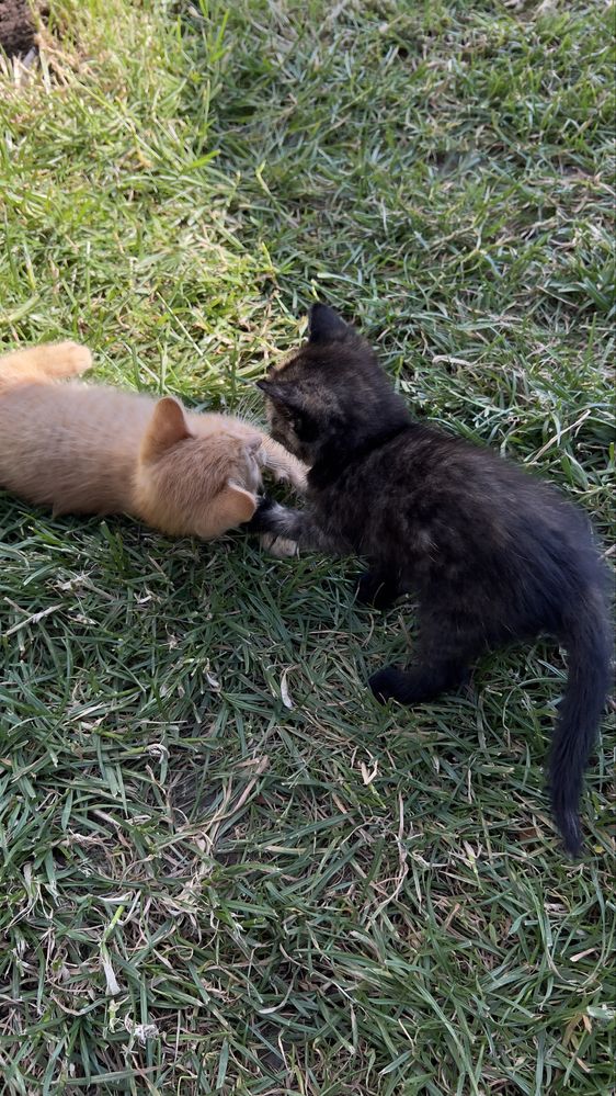 Віддаємо кошенят в добрі руки. Котики/киця/кіт/кошеня