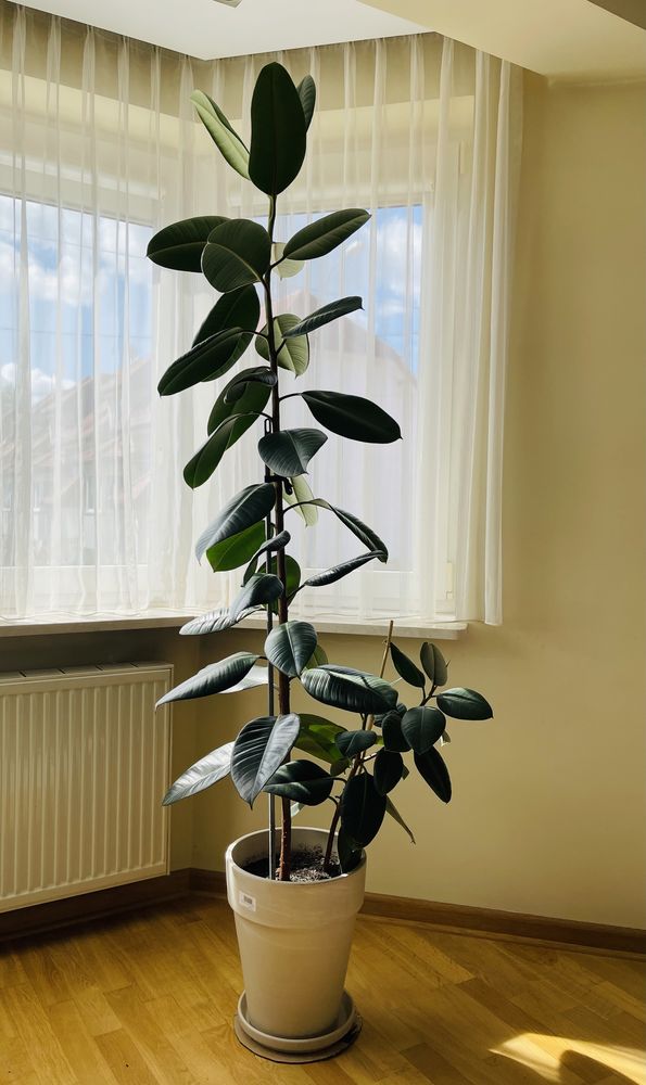 FICUS sprężysty 2 metry