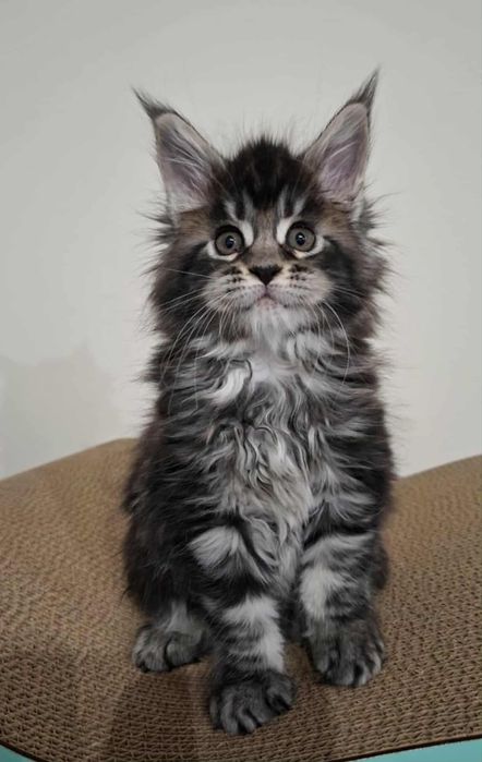 Kotka Maine Coon cudo