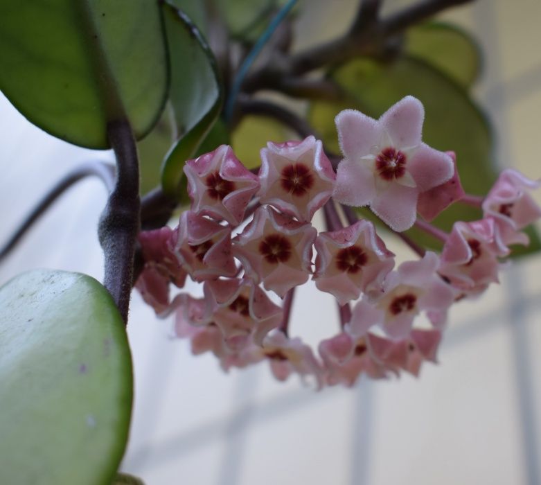 Hoya, flor de cera