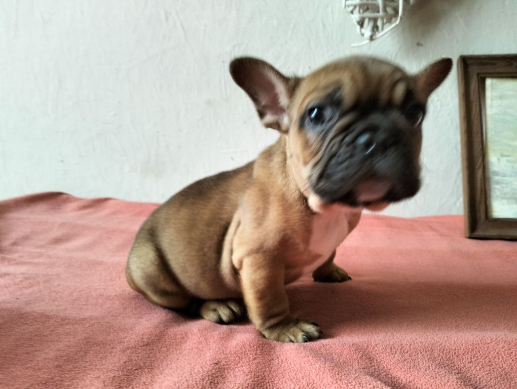 Buldog francuski piesek Biszkoptowy.
