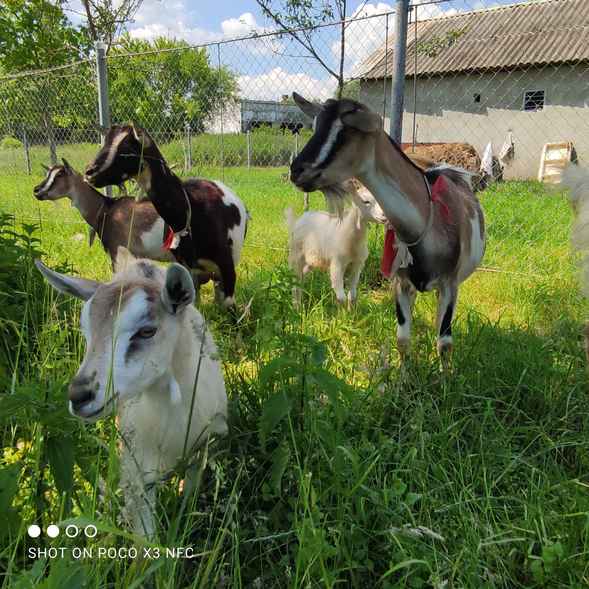 Продаю дійні кози