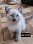 Кошеняти в добрі руки БЕЗКОШТОВНО
