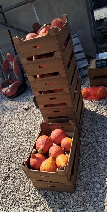 Dynia ozdobna oraz jadalna