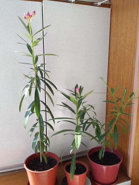 Кімнатні рослини: опунція, олеандр, хлорофітум