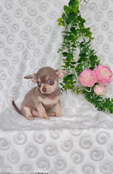 Excelente mini lilac tan Chihuahua/Chiuaua Linhagem Russa,Qualidade
