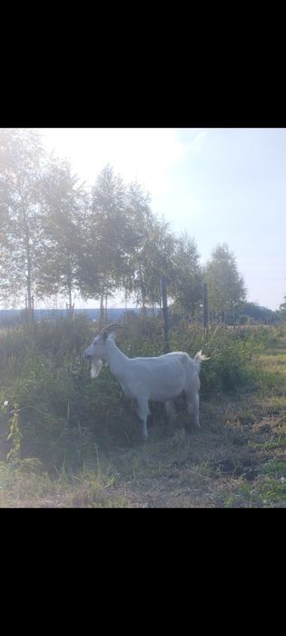 Mleczna 2-letnia koza