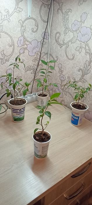 Фікус Бенджаміна "Наташа" низькорослий, дрібно листковий