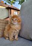 Maine Coon kocurek rudy