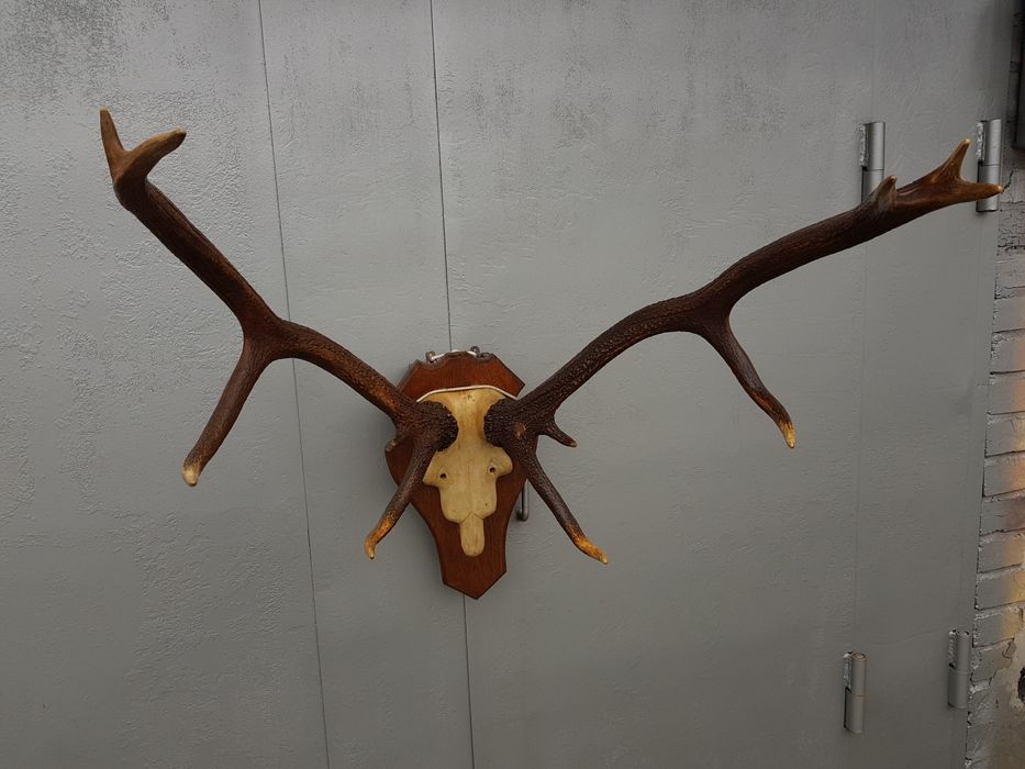 Рога роги оленя северного отличного состояния антикварные не дорого