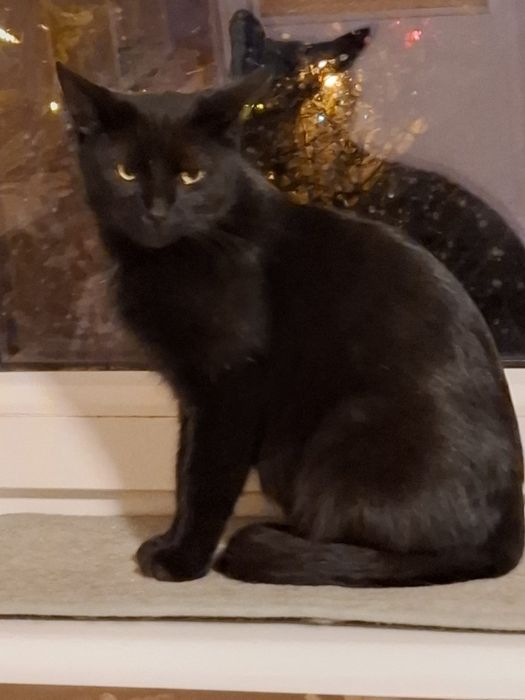 Roczna kotka szuka domu niewychodzacego