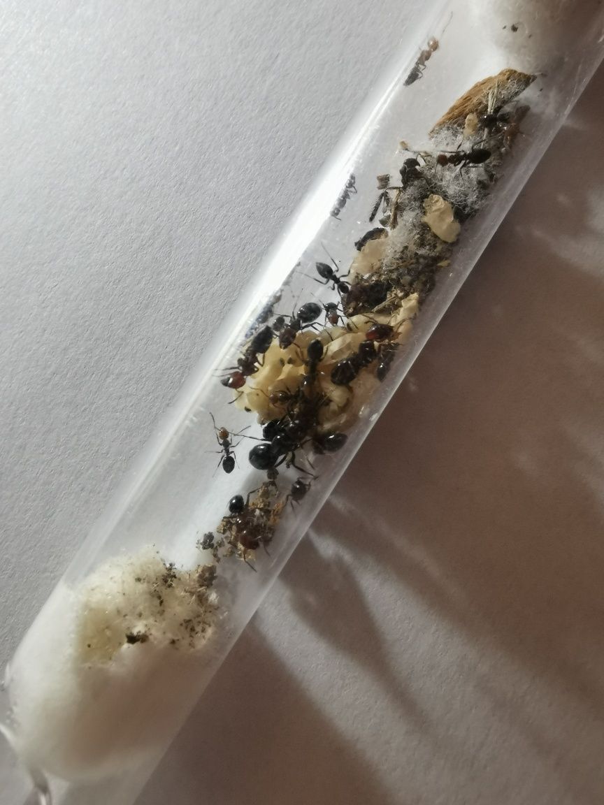 Camponotus lateralis 1Q +20-30w i potomstwo!!!