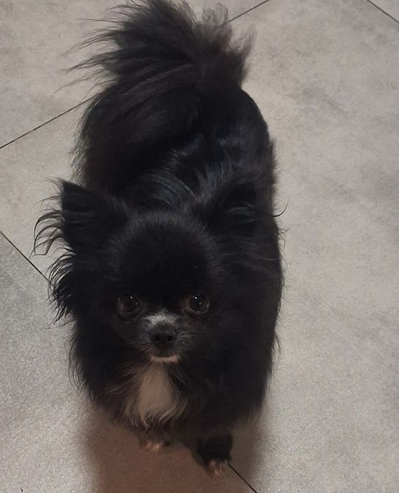 Szpic miniaturowy pomeranian sunia