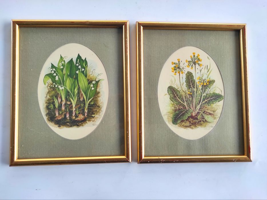 Stare obrazeki Zioła, Konwalie, Pierwiosnek lekarski