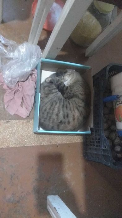 Здоровые котята (3 кошечки )