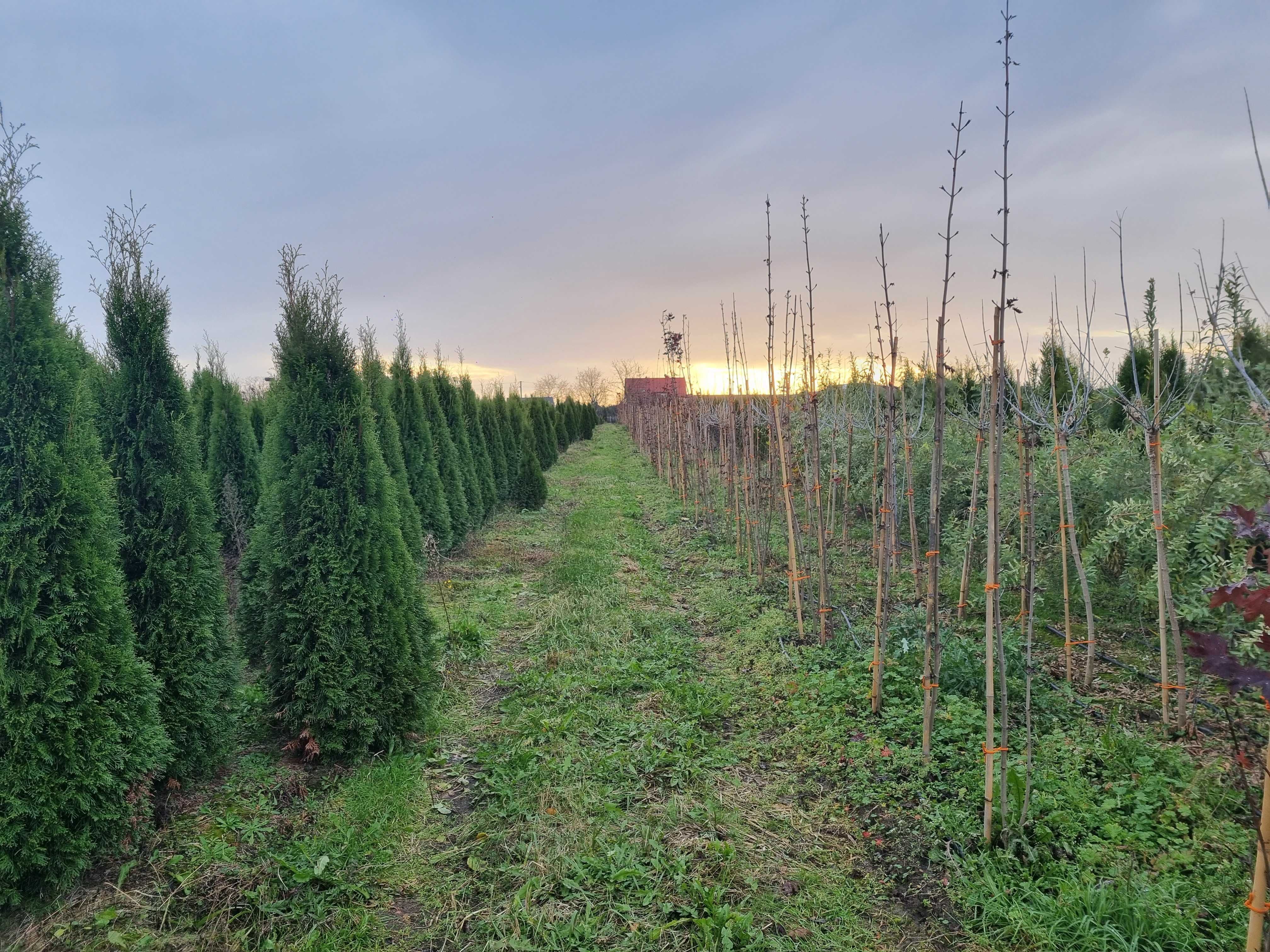 Tuja szmaragd 180 cm, żywotnik zachodni ,,smaragd", Thuja occidentalis