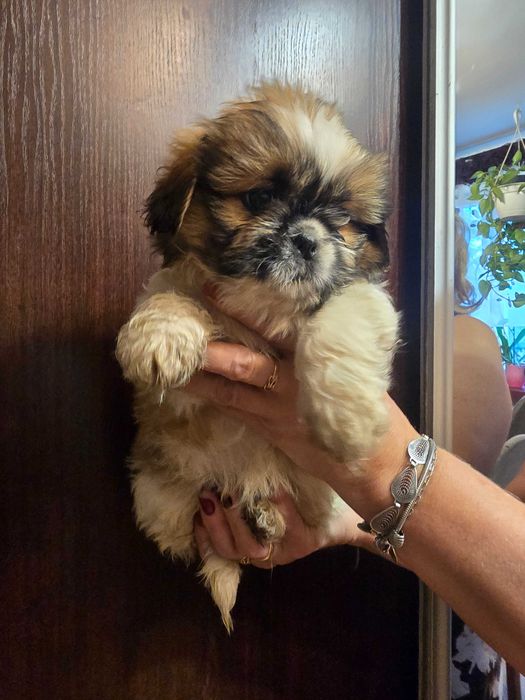 suczka shih tzu czeka na ciebie