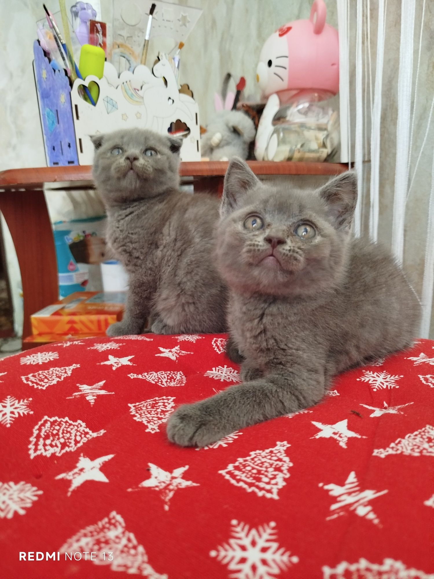 Шотландські кошенята