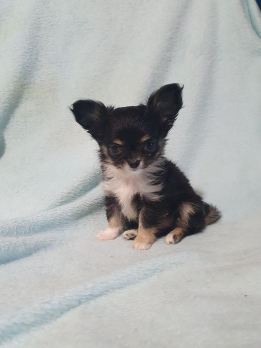Девочка чихуахуа чёрная с подпалом триколор